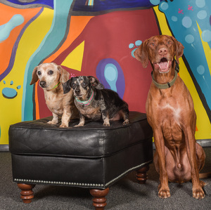 Fundraising Page: Sarah Behncke